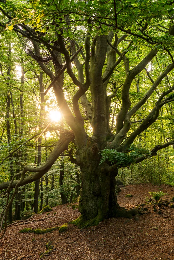 Ein alter, gut verwurzelter Eichenbaum steht in einem Laubwald, die Sonne scheint durch das junge Blätterdach des Laubwaldes.